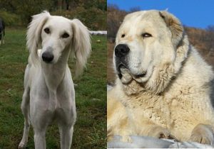 Орыстарды қолмен ұрады